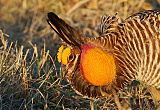 Greater Prairie-Chickenborder=